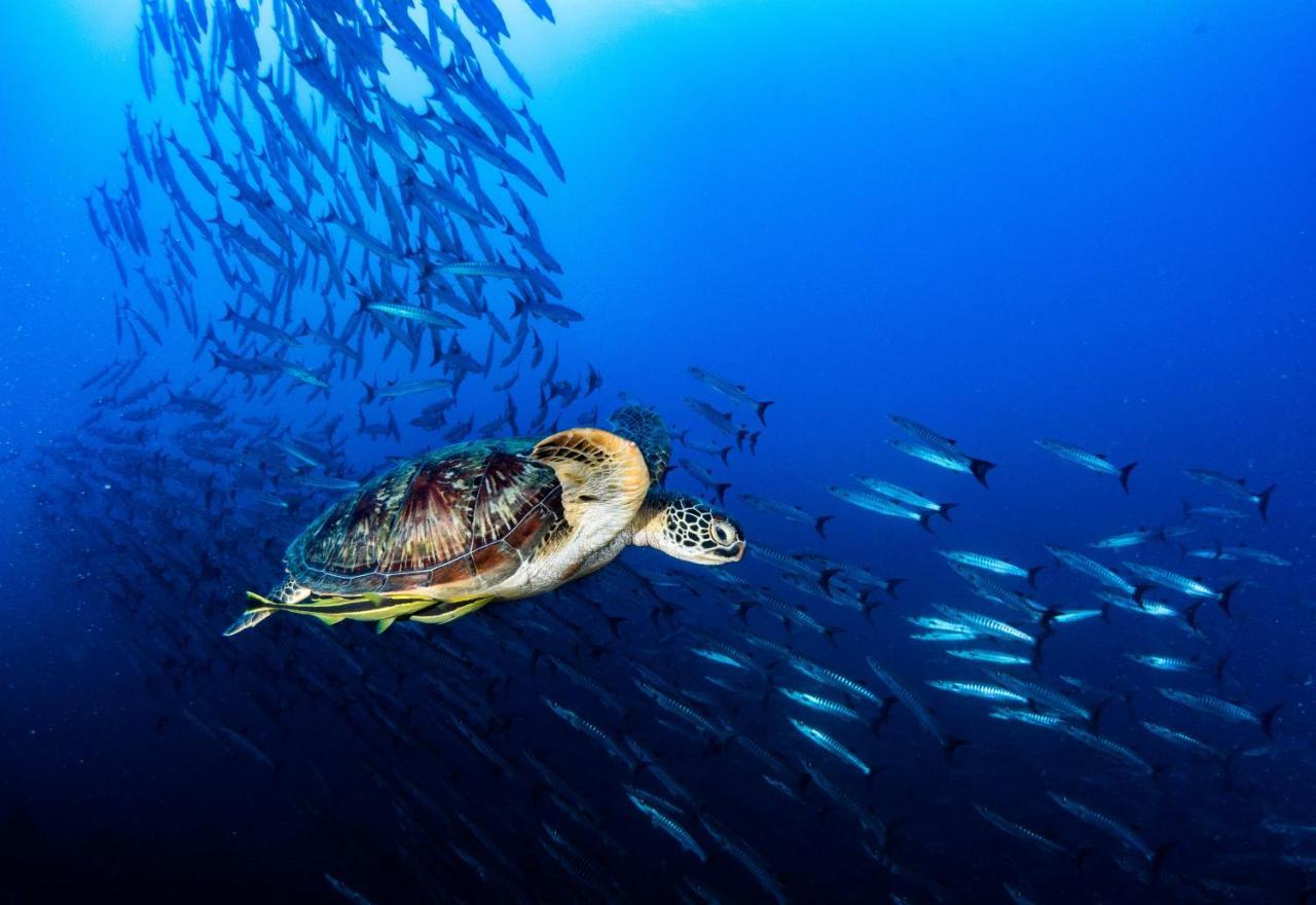 Sanctum Una Una Eco Dive Resort Pulau Unauna Εξωτερικό φωτογραφία