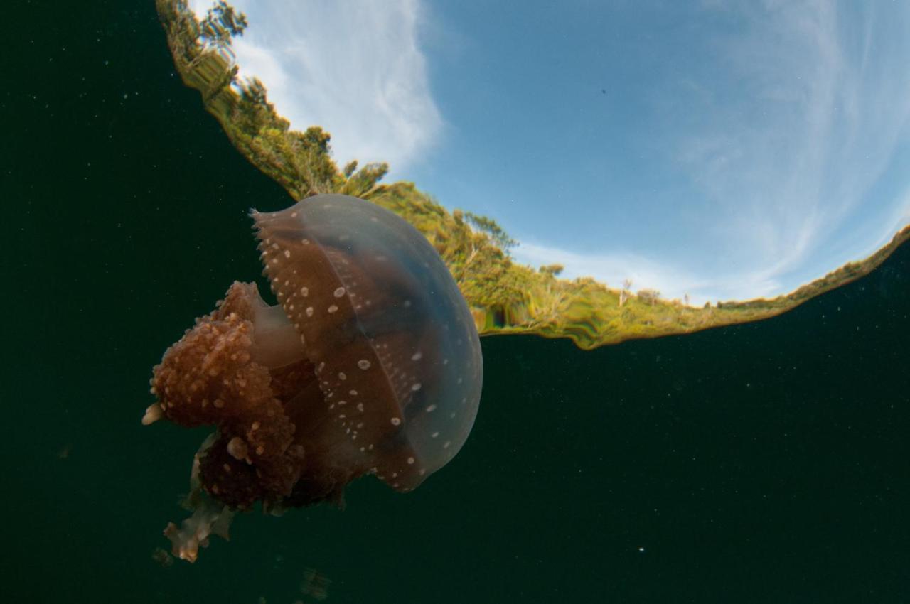 Sanctum Una Una Eco Dive Resort Pulau Unauna Εξωτερικό φωτογραφία