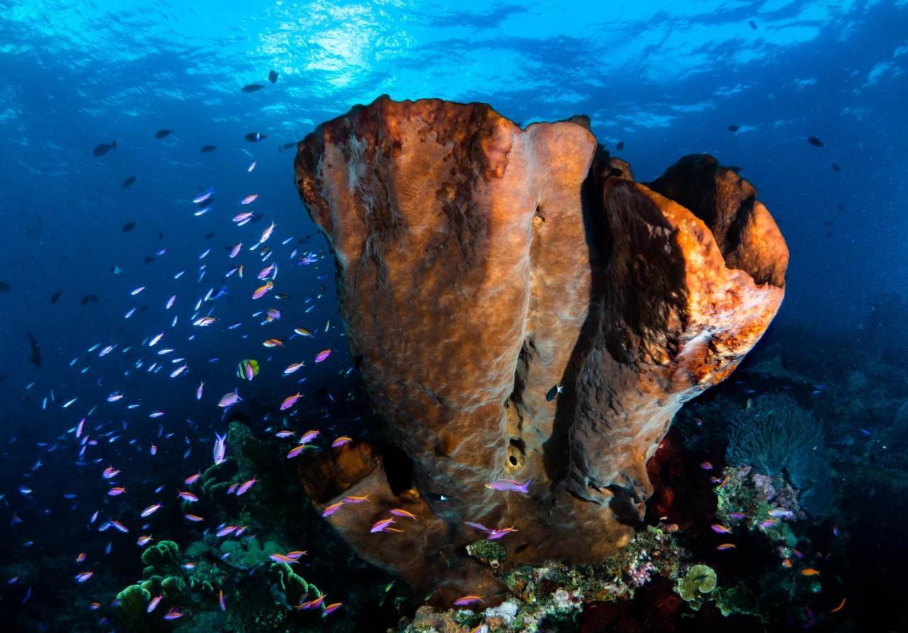 Sanctum Una Una Eco Dive Resort Pulau Unauna Εξωτερικό φωτογραφία