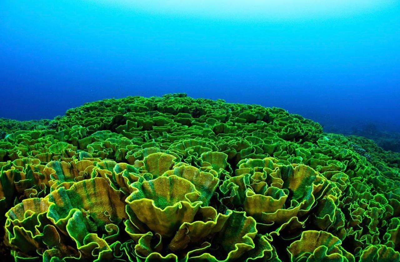 Sanctum Una Una Eco Dive Resort Pulau Unauna Εξωτερικό φωτογραφία