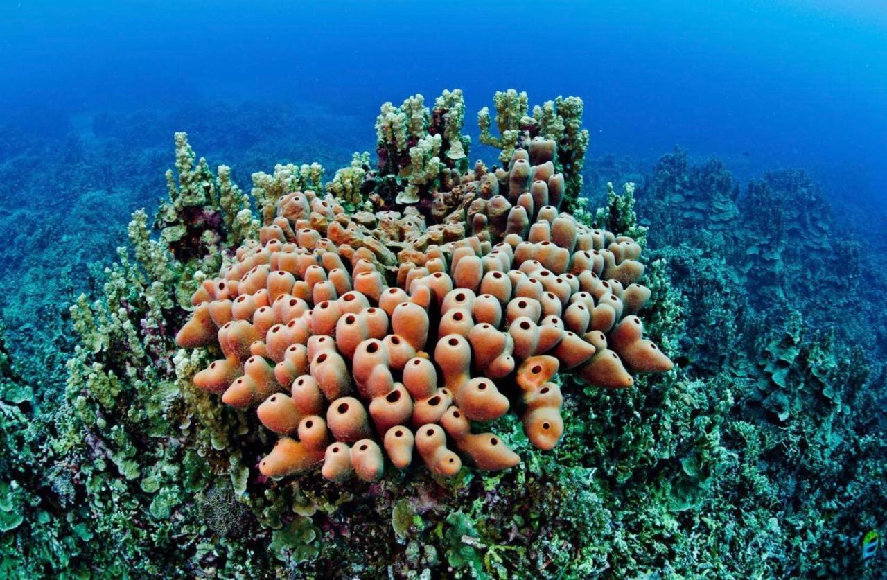 Sanctum Una Una Eco Dive Resort Pulau Unauna Εξωτερικό φωτογραφία
