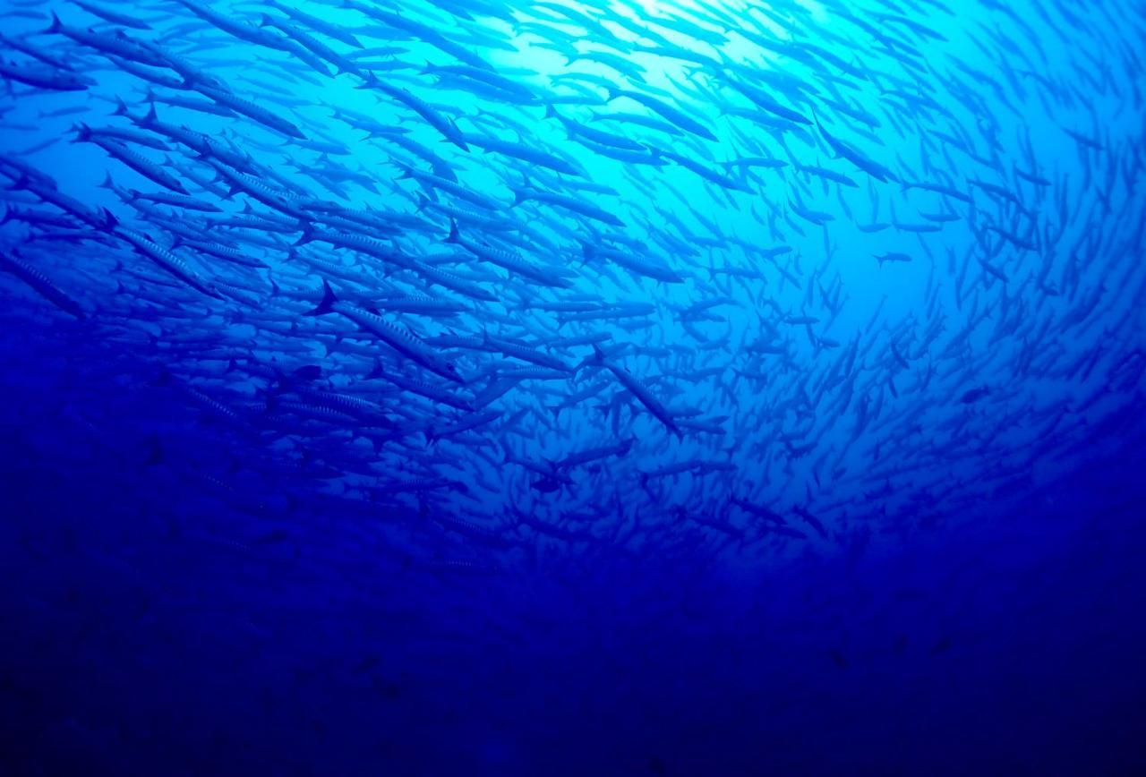 Sanctum Una Una Eco Dive Resort Pulau Unauna Εξωτερικό φωτογραφία