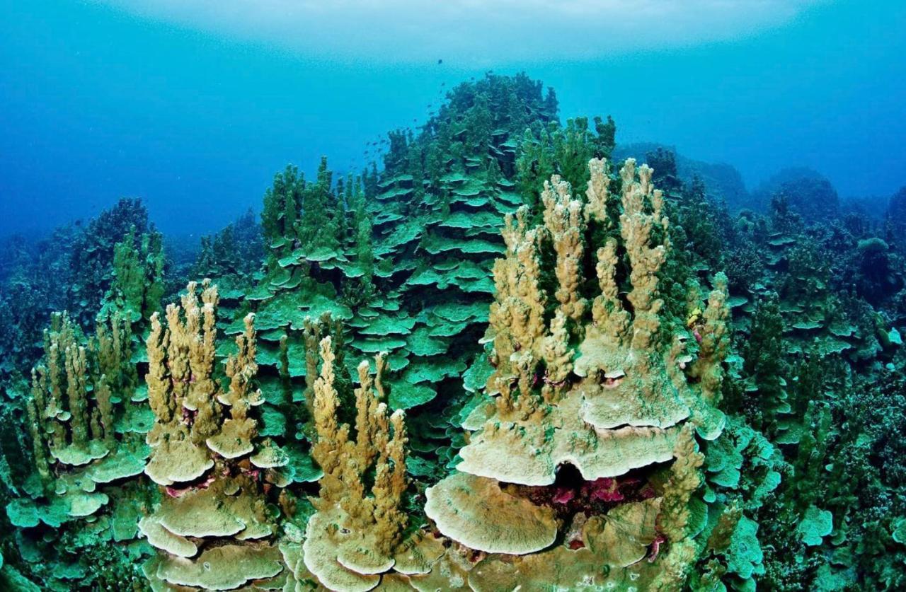 Sanctum Una Una Eco Dive Resort Pulau Unauna Εξωτερικό φωτογραφία