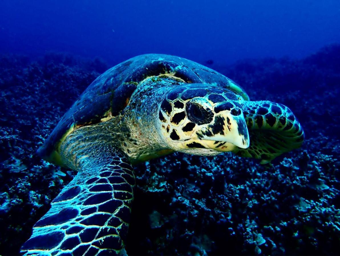 Sanctum Una Una Eco Dive Resort Pulau Unauna Εξωτερικό φωτογραφία